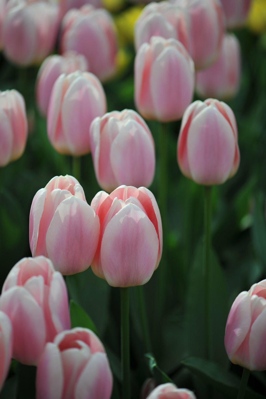files/Tulipapricot-beauty.jpg